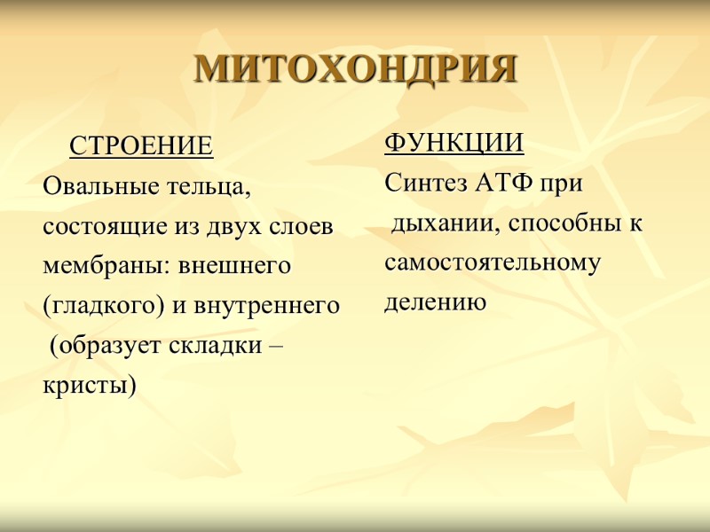 МИТОХОНДРИЯ  СТРОЕНИЕ Овальные тельца,  состоящие из двух слоев  мембраны: внешнего 